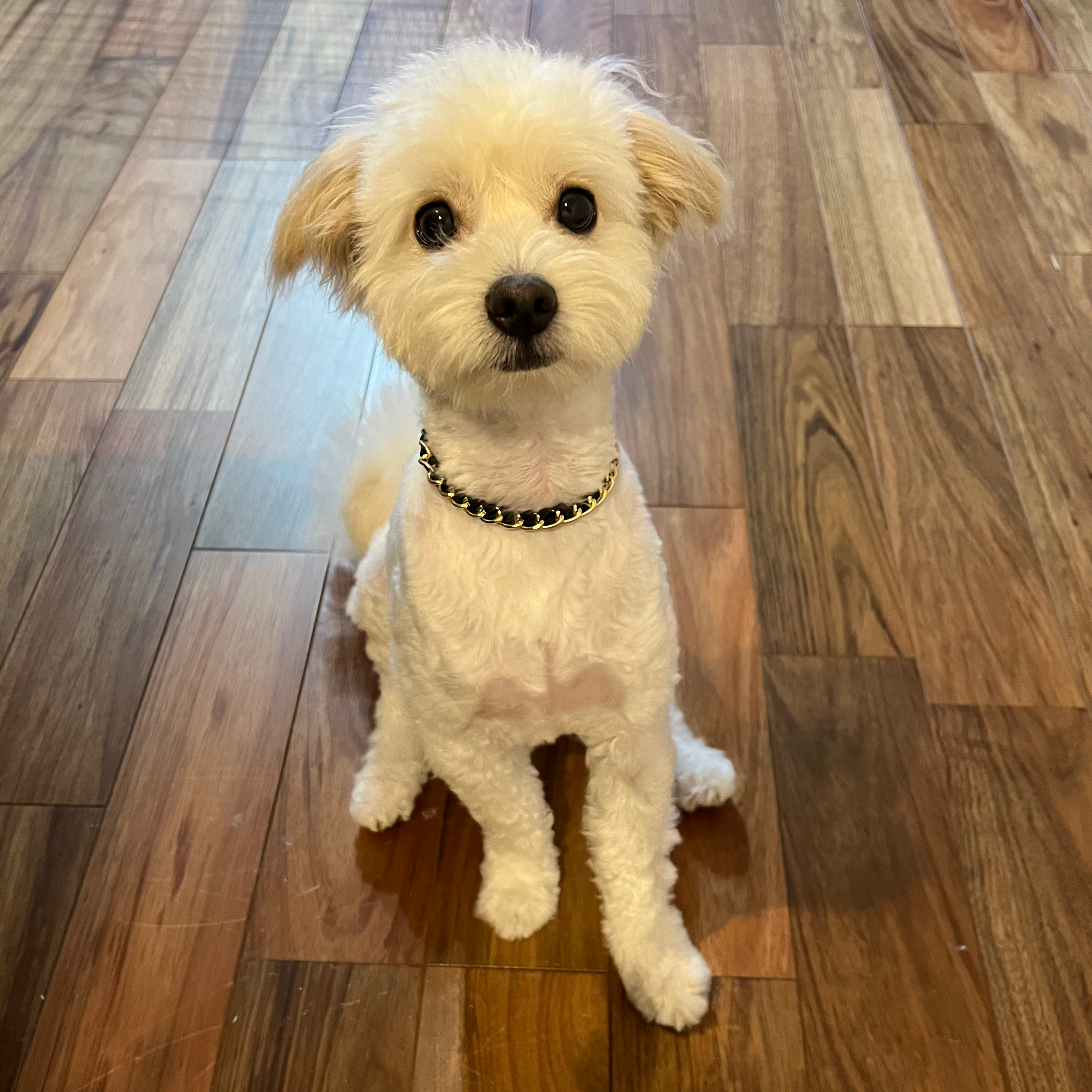 いや、確実に欲しいから買わせて！