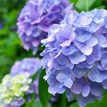 紫陽花