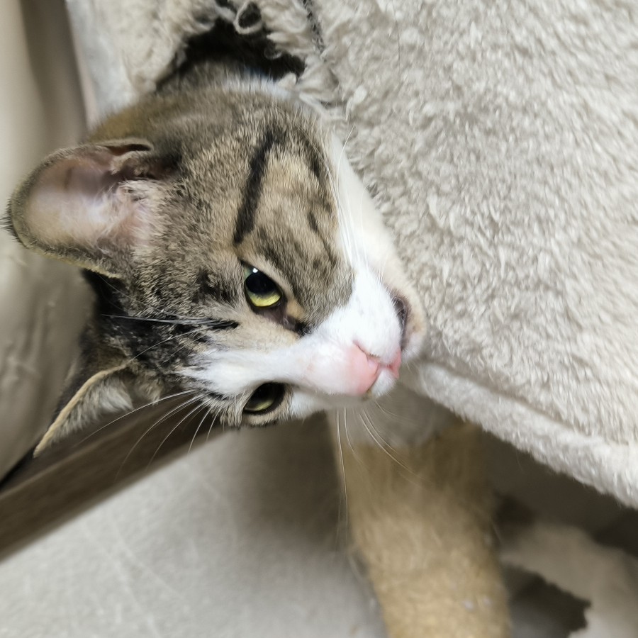 お泊まりできる！