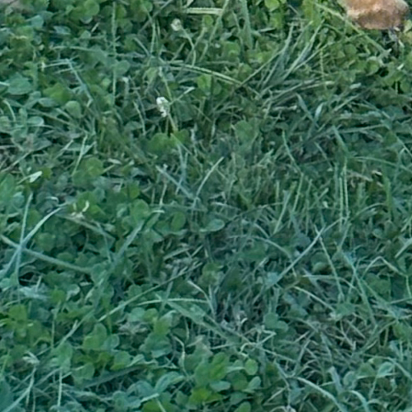 めんどくさい