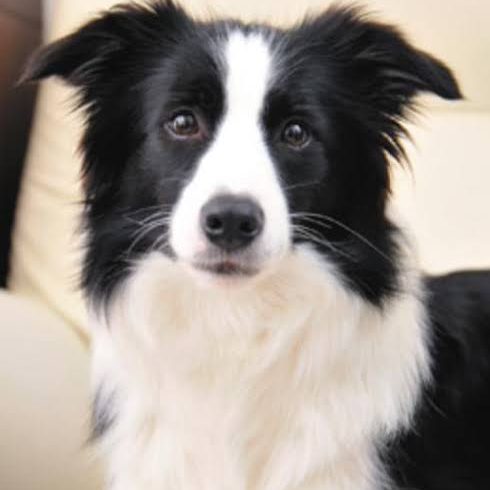 ボーダーコリー