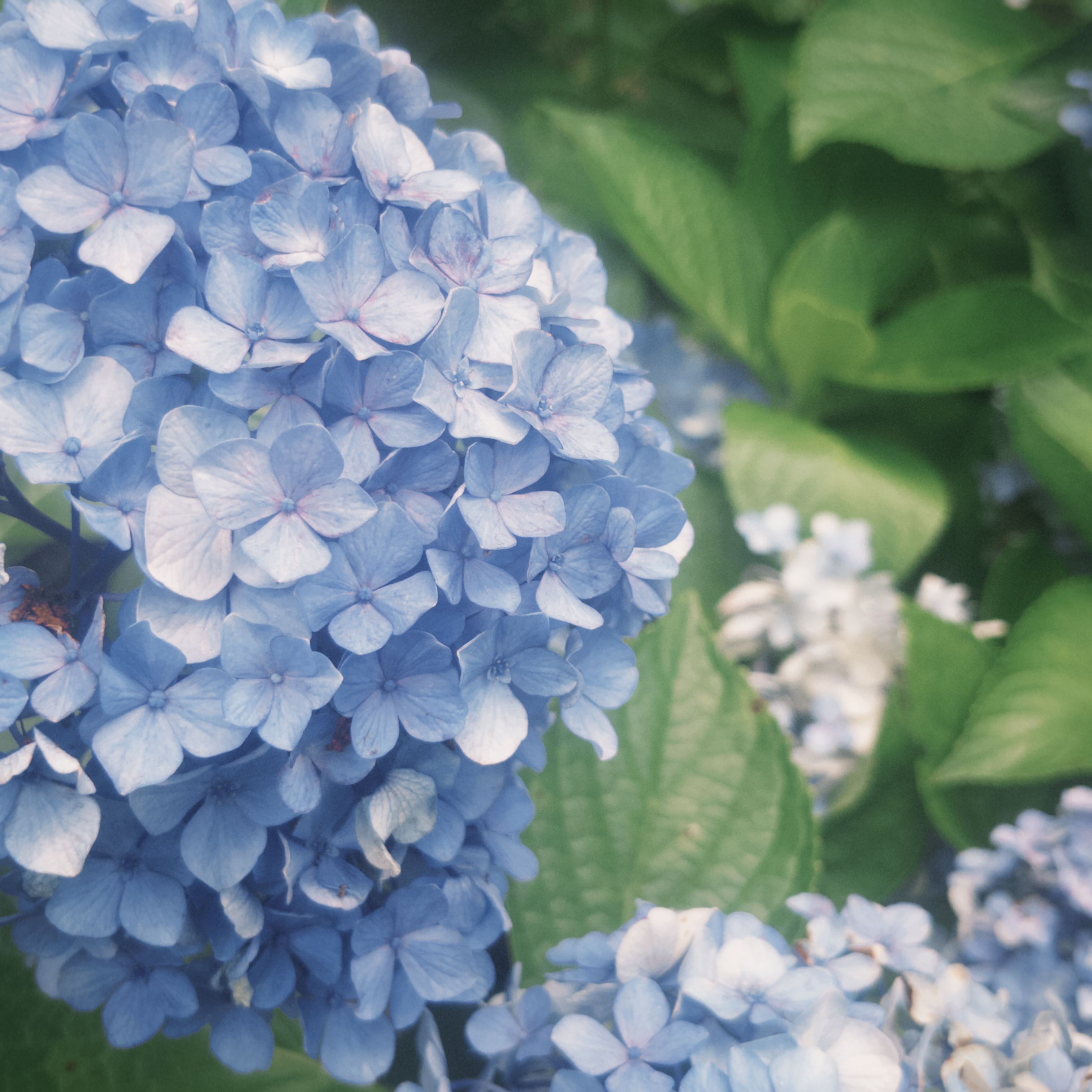 レッド×ブラック