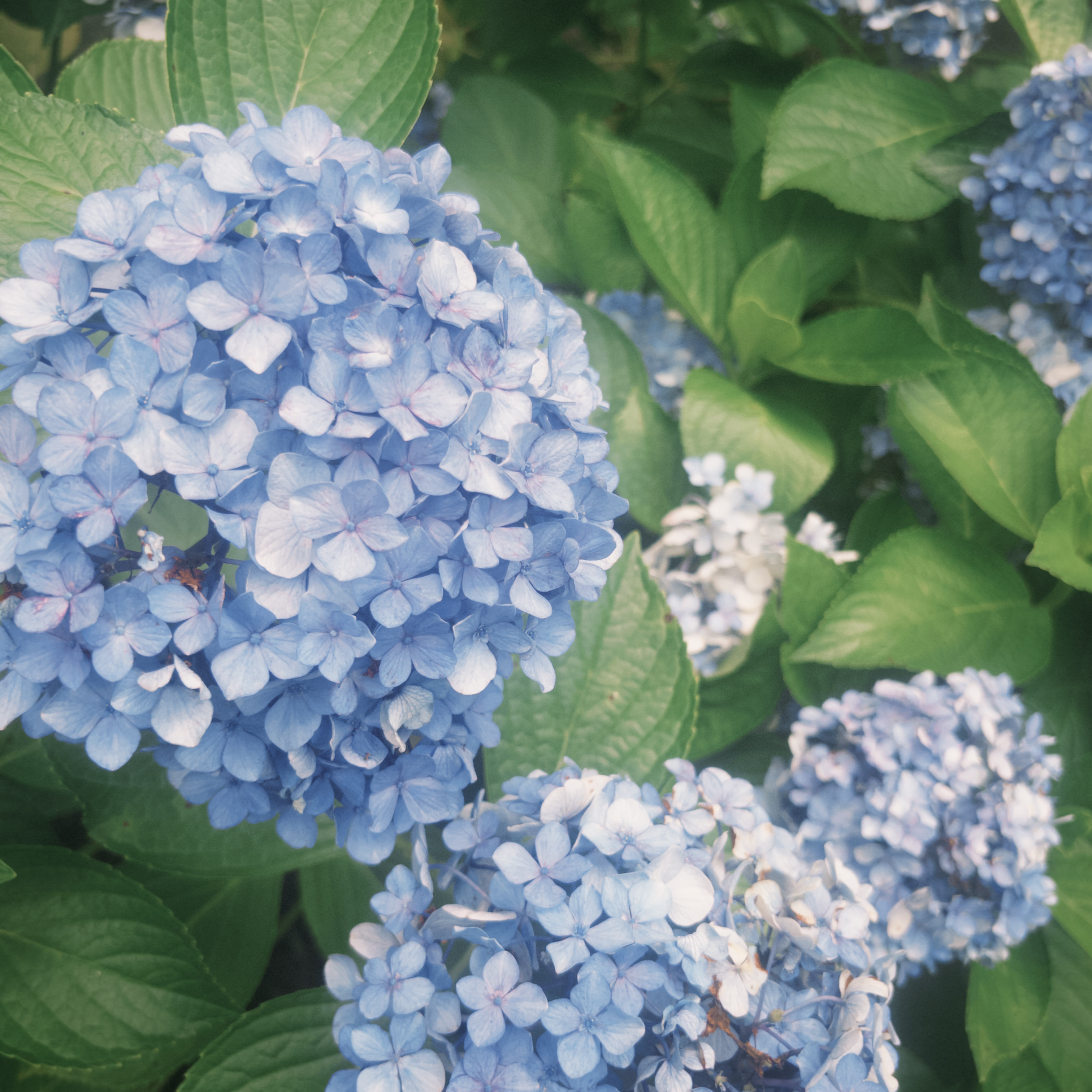 ピンク×ブラック