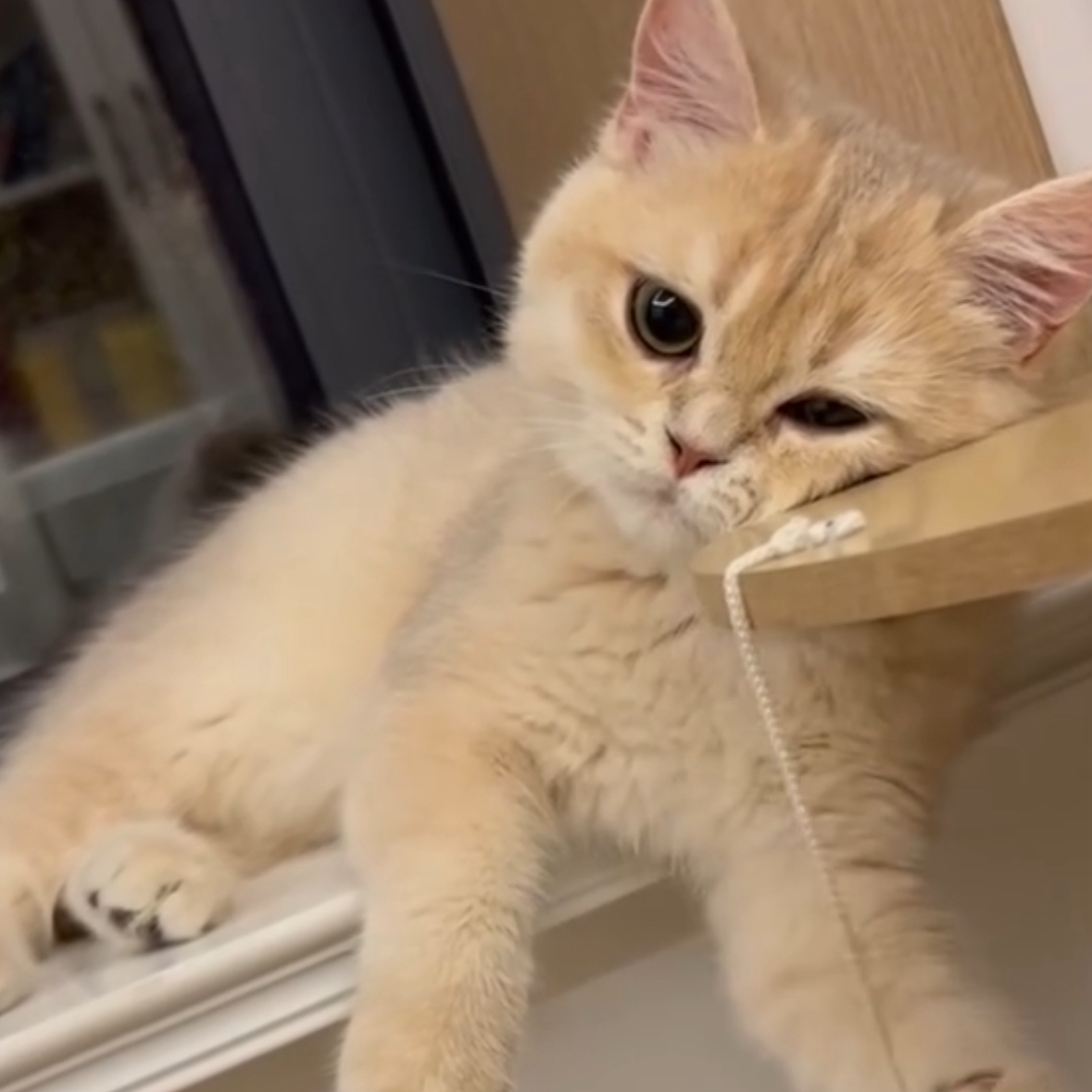 えー、めんどいかもの方