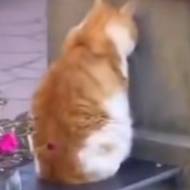 招待されてもフル無視の方