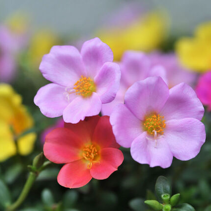 同性に優しく異性に厳しい方