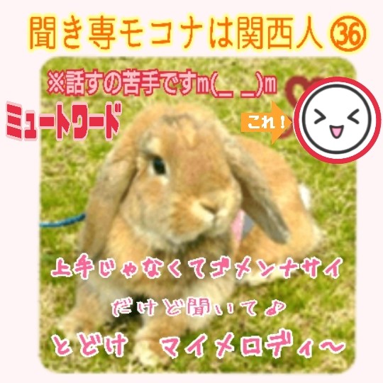 本物のウサギのモコナ