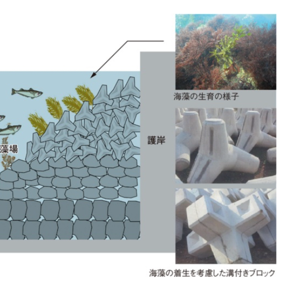 国土交通:生物共生型港湾構造物