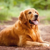 ゴールデンレトリバー