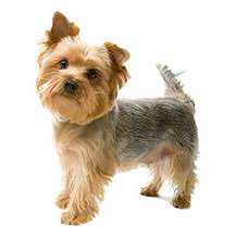 ヨークシャー・テリア