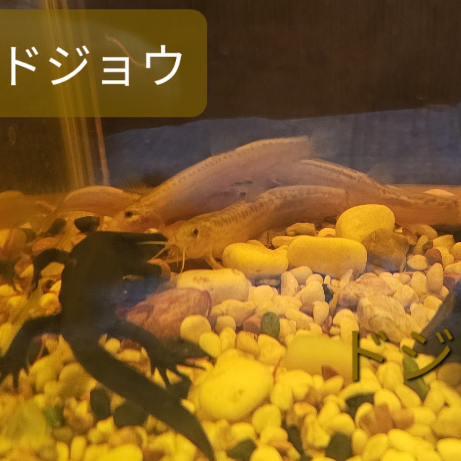 ドジョウ