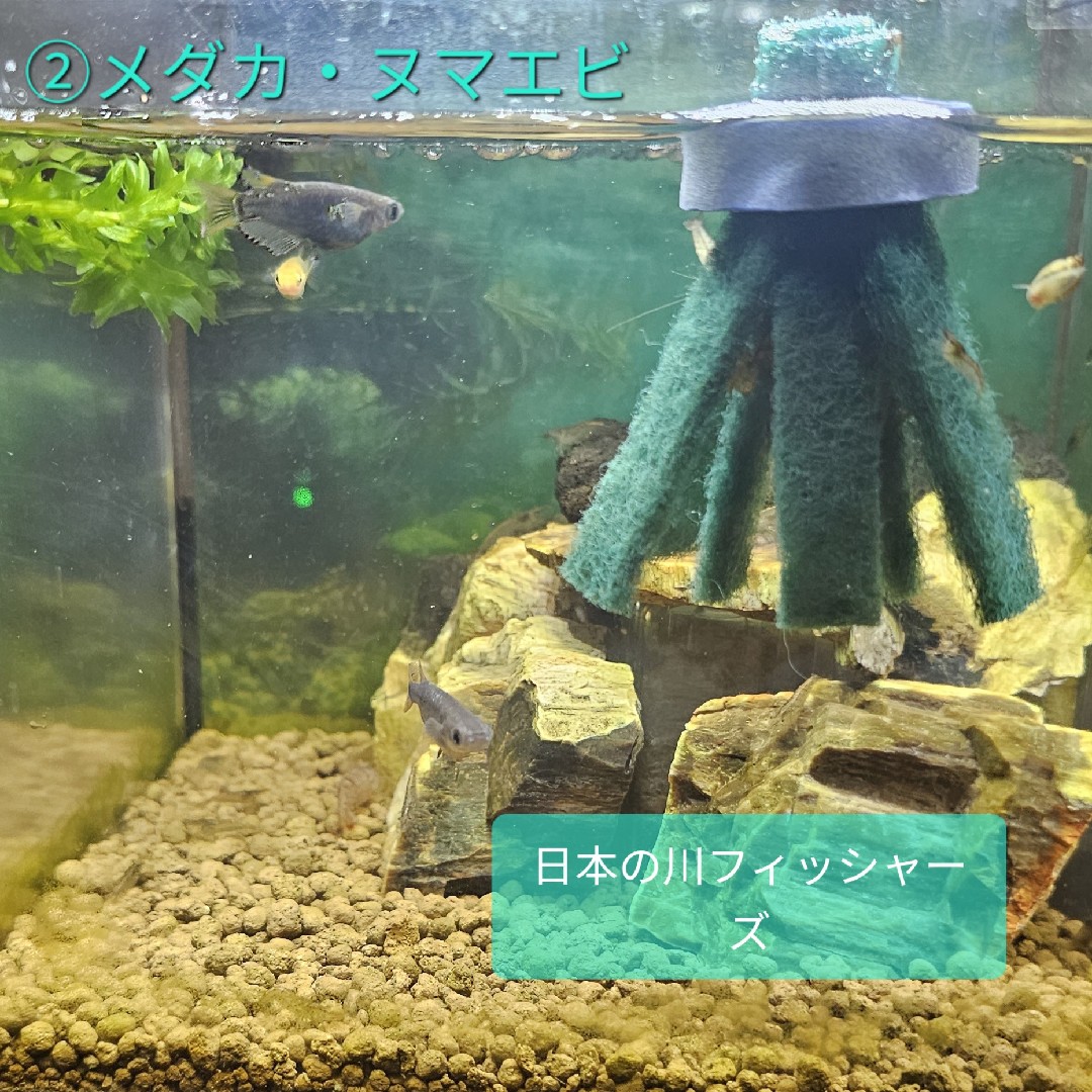 メダカ・ヌマエビ