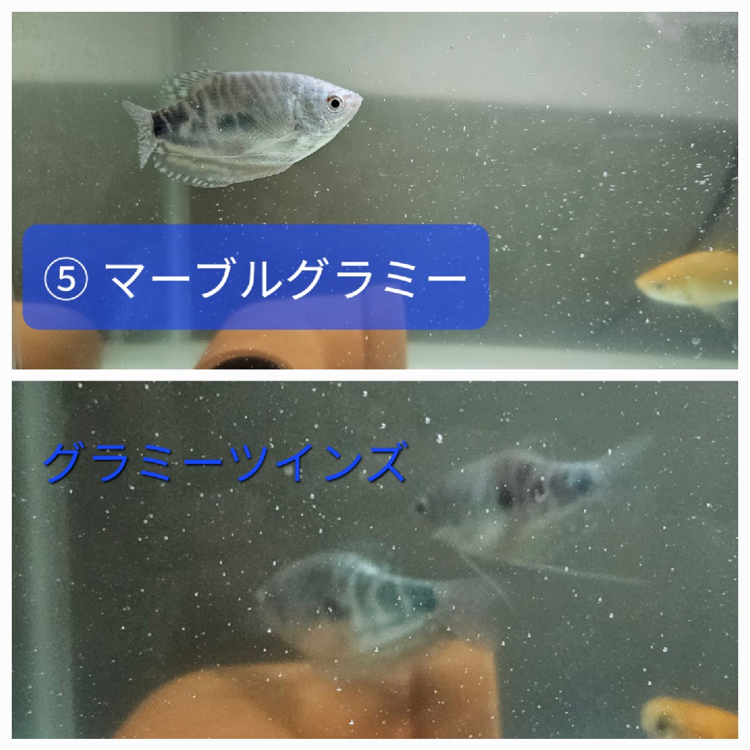 マーブルグラミ