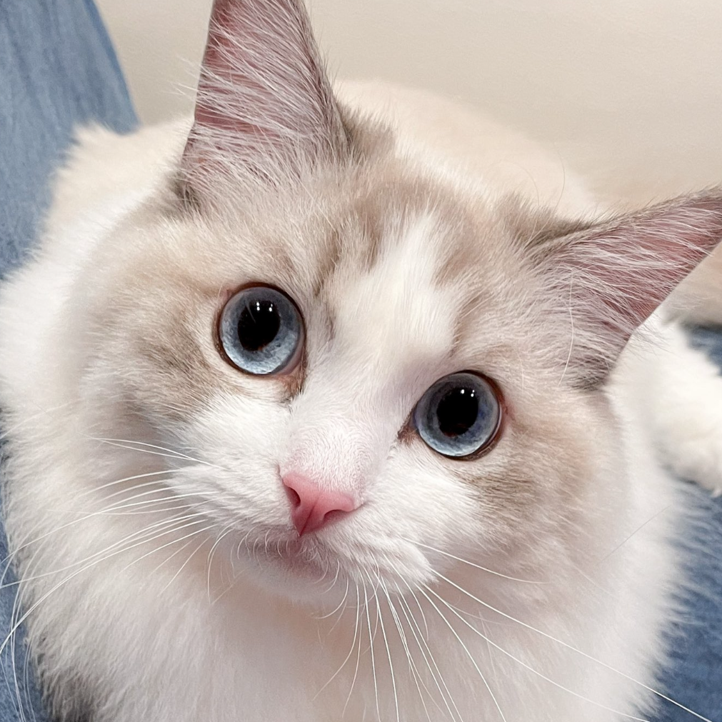 やってほしい！