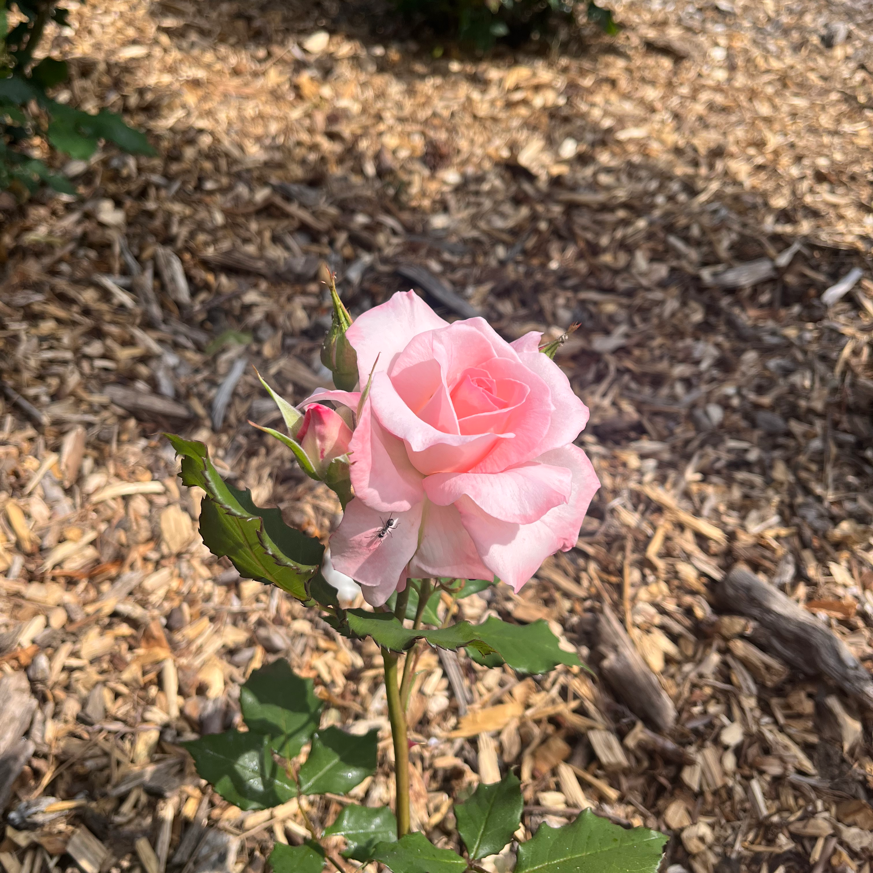 ちょっと迷う😑💭