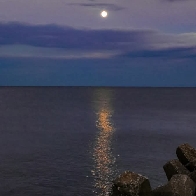 描いたことない海の動物！