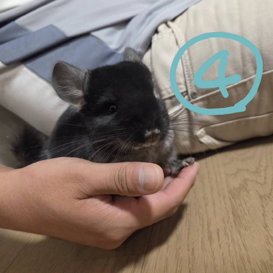 収まりのいいネズミ