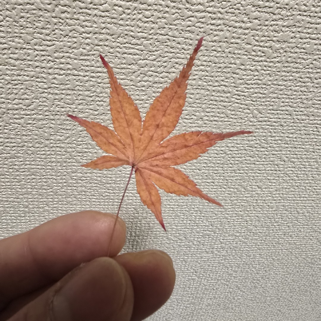 持っていない。