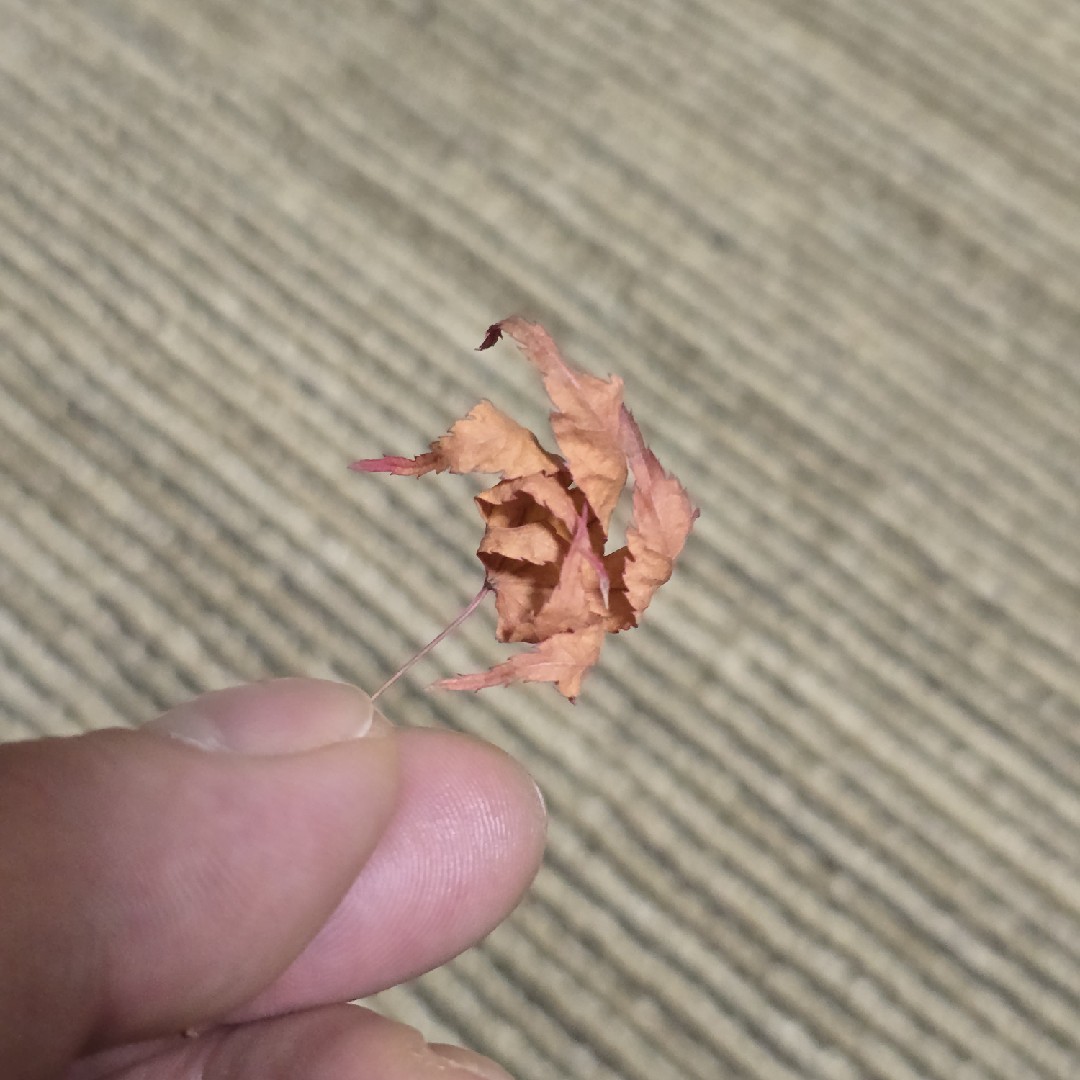 持っていたが枯れてしまった。