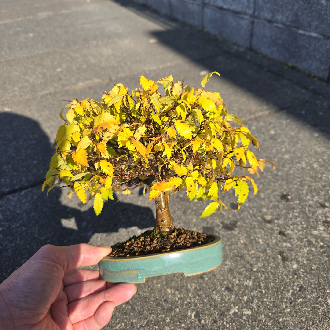 持っていて育てている。