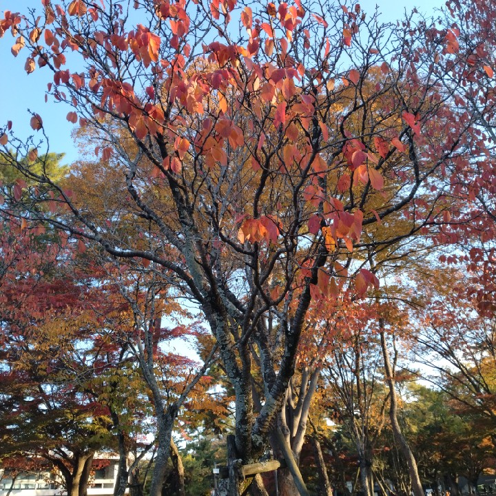 それ以下の頻度