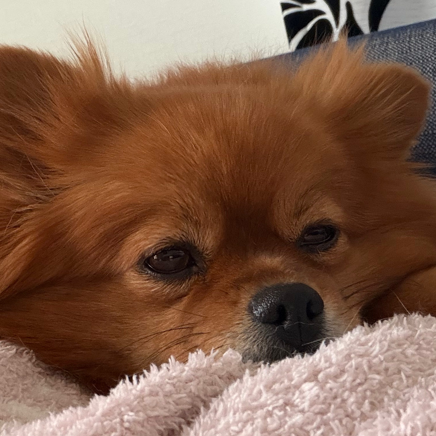 ショートボブのまま