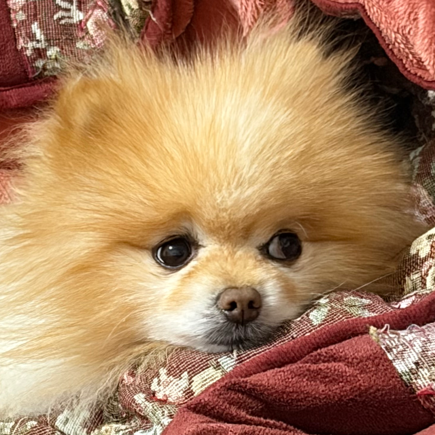 ミディアムにする