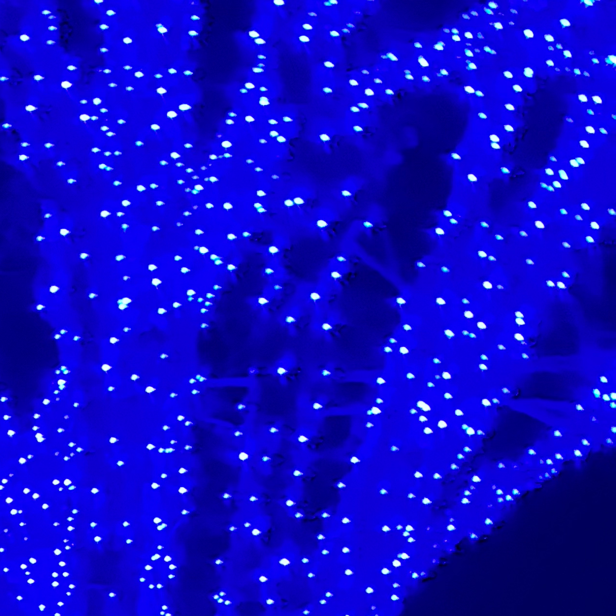 特急踊り子号的なやつ