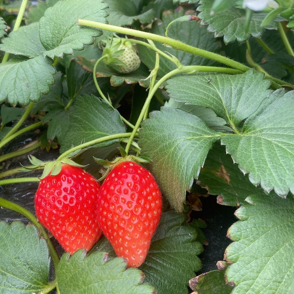 夫婦でサンタ＆トナカイコス