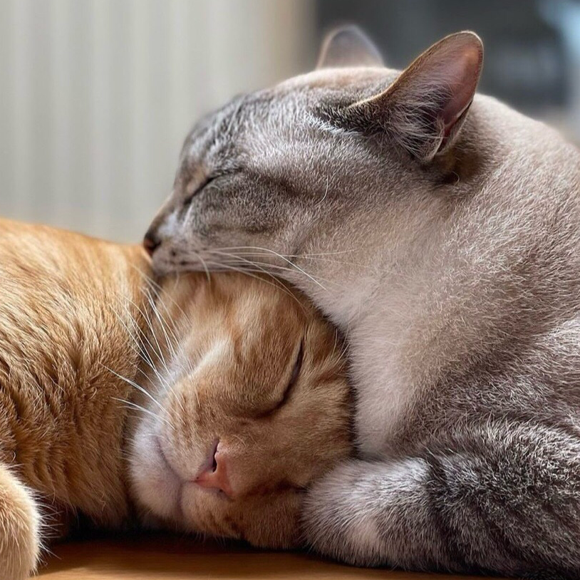 もちろん見せろ