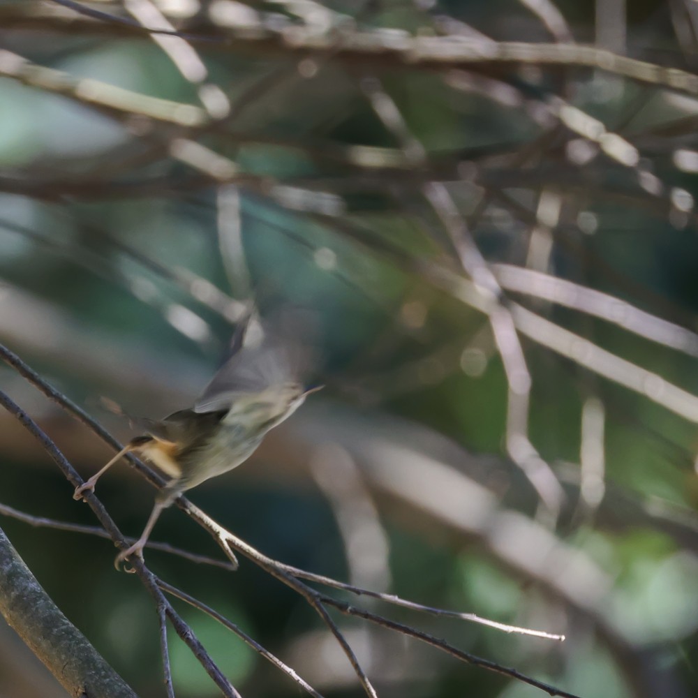 飛んでから離す派🐣