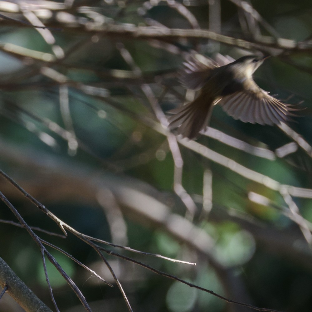 離してから飛ぶ派🕊️