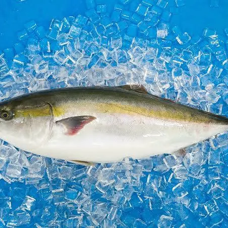 ブリ入れるばい