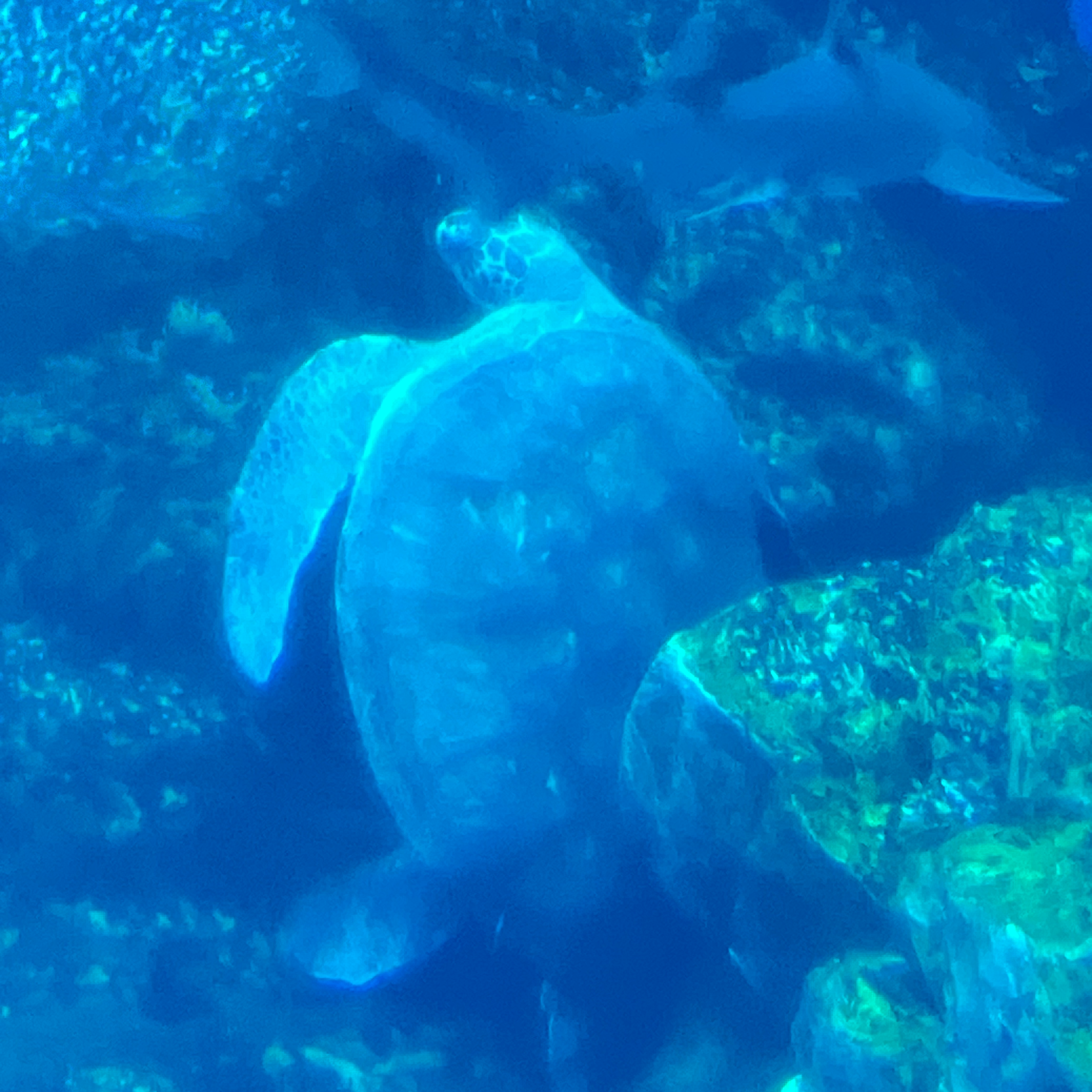 どっちでもいいや！