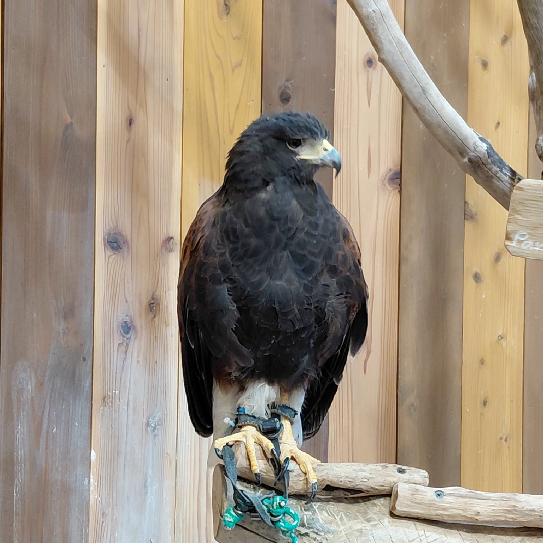 あった方がよい