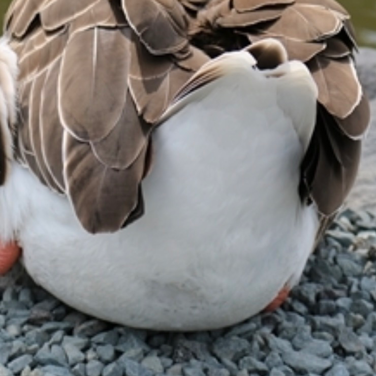 その他(コメント)