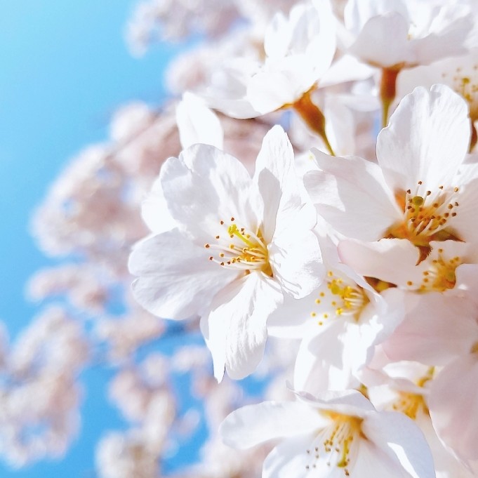 心から安心できる人（内面派）