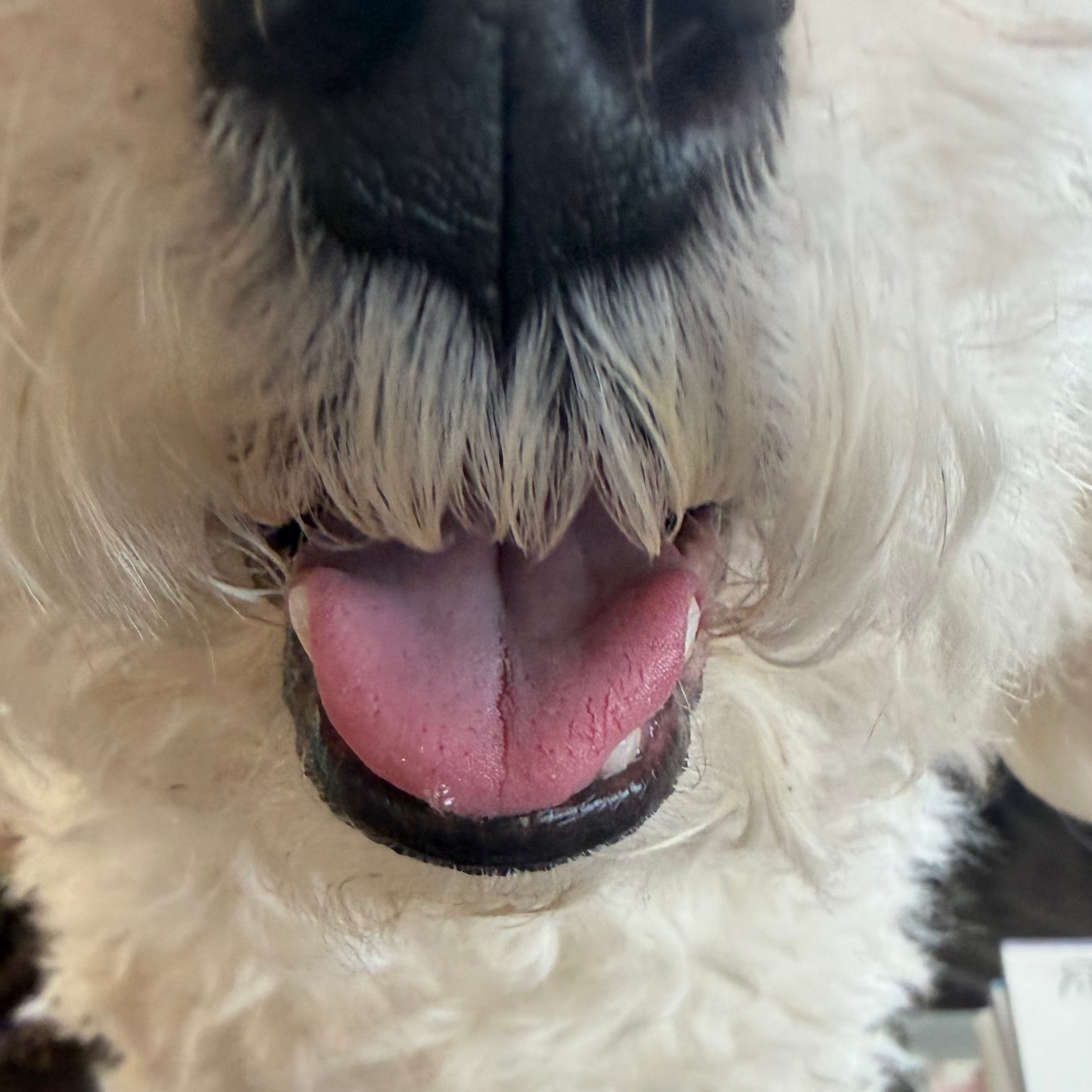 他（コメ欄に）