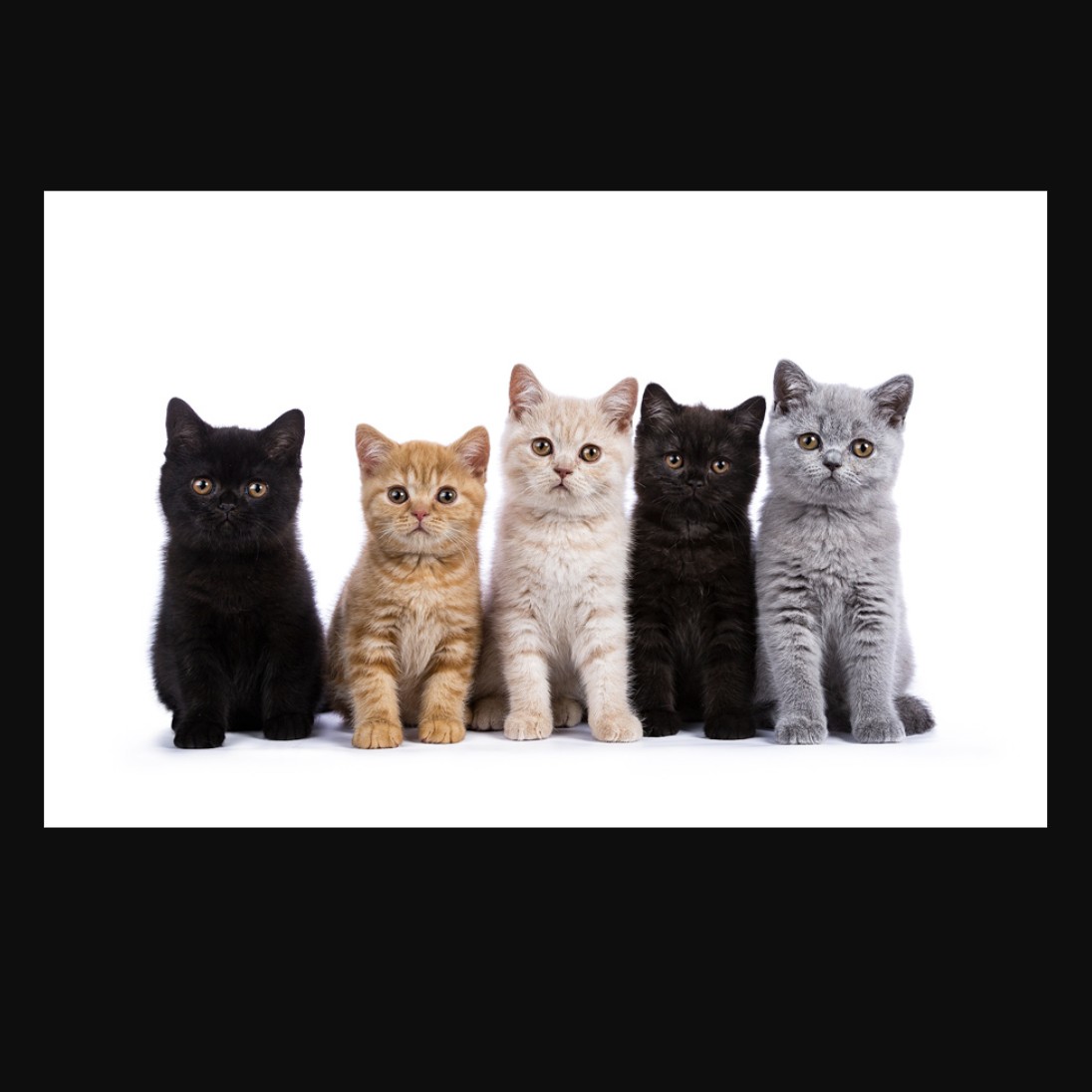 意味や由来が分かる名前