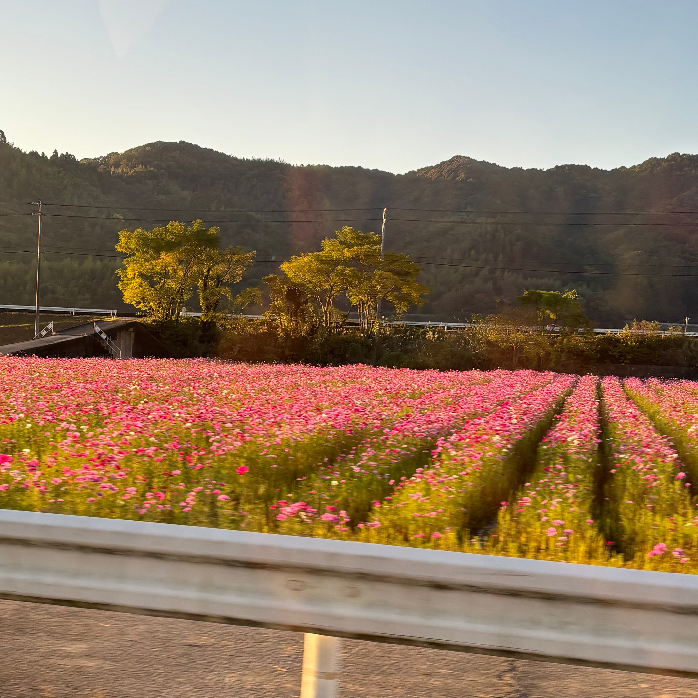 作る(あるほうが好き)