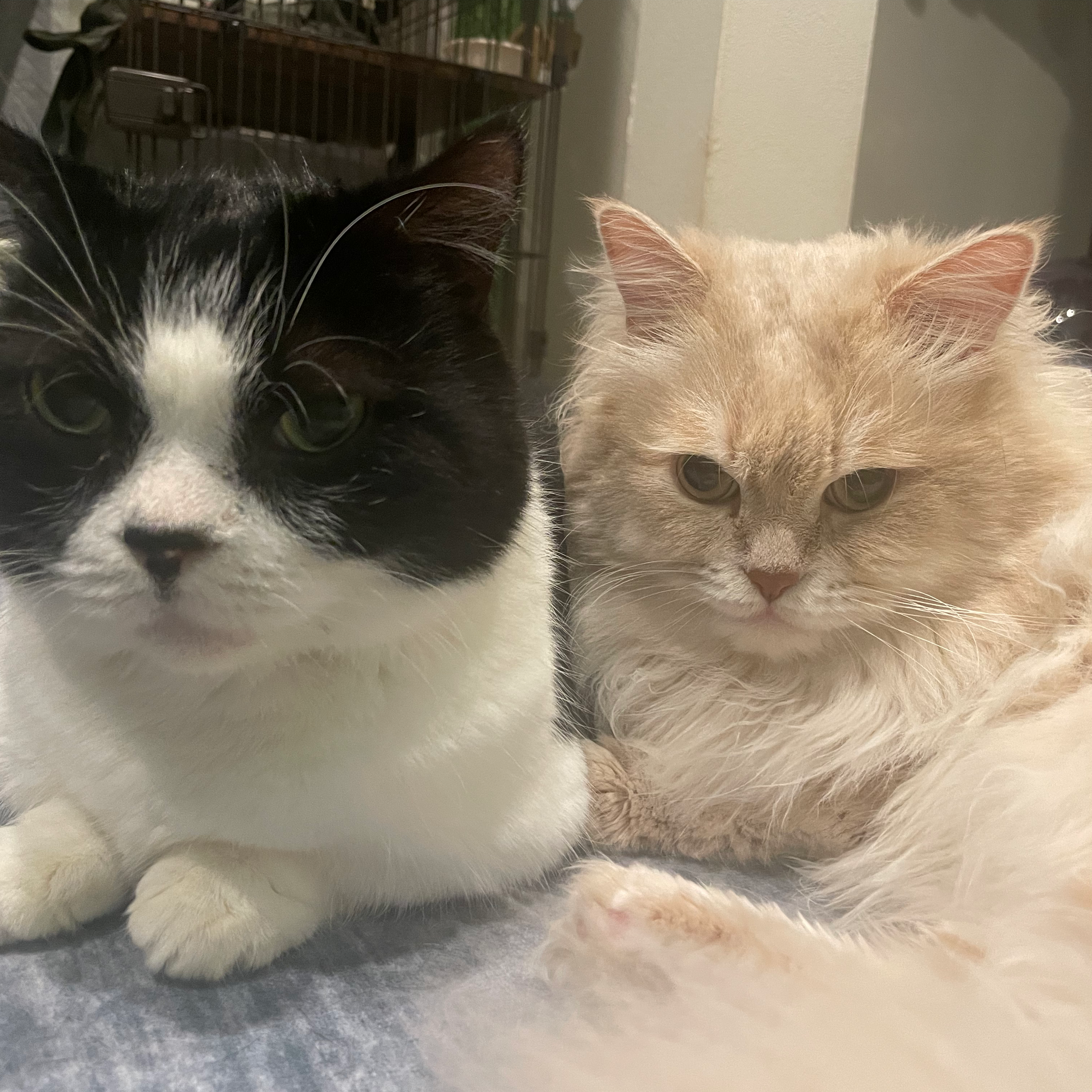 え○ちせずに誕プレ貰う