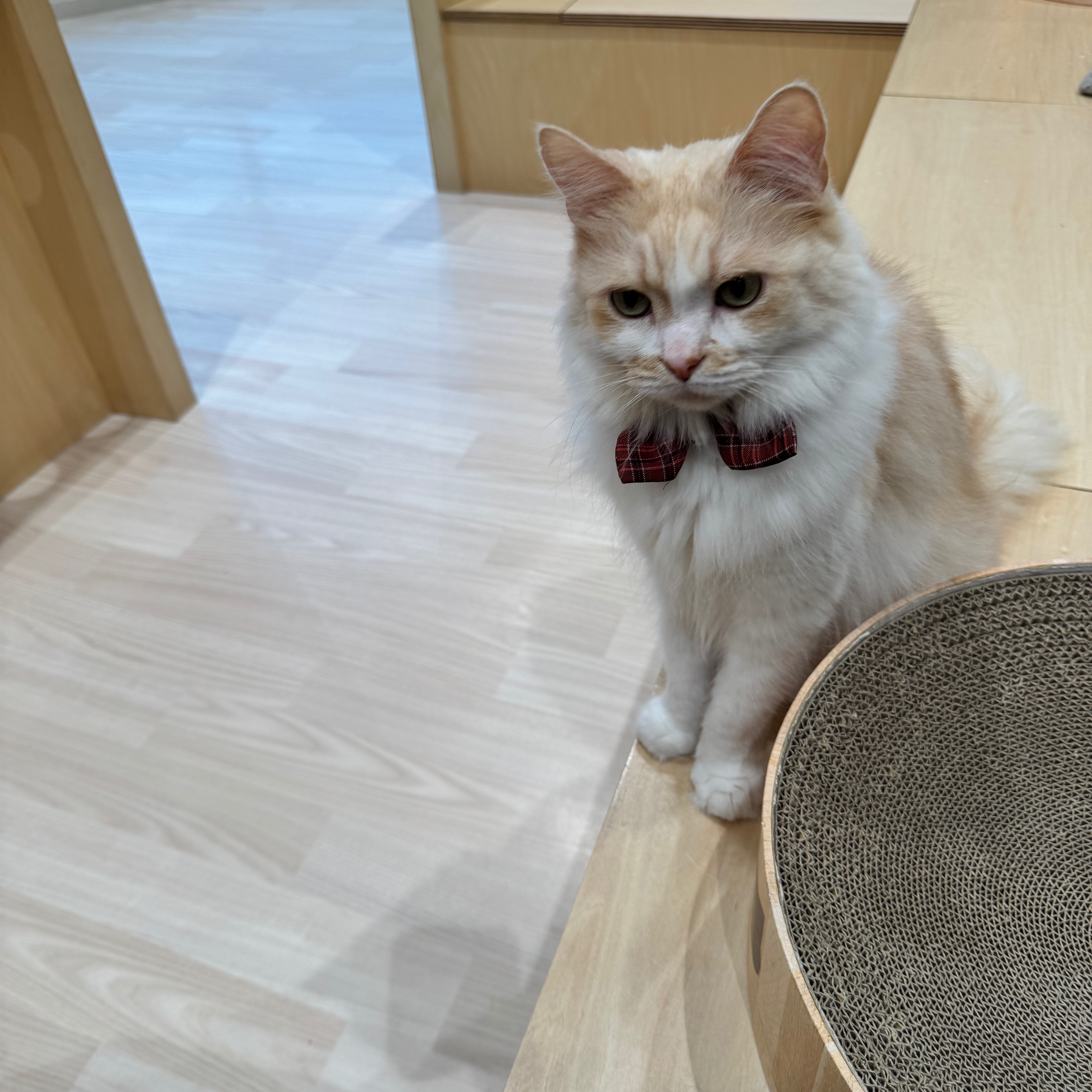 手書き履歴書用紙