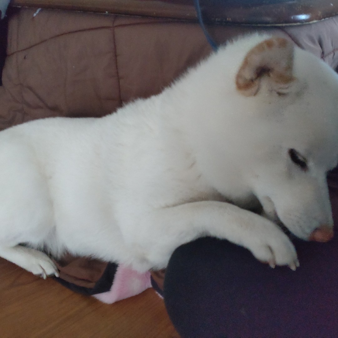 話ししてみたい