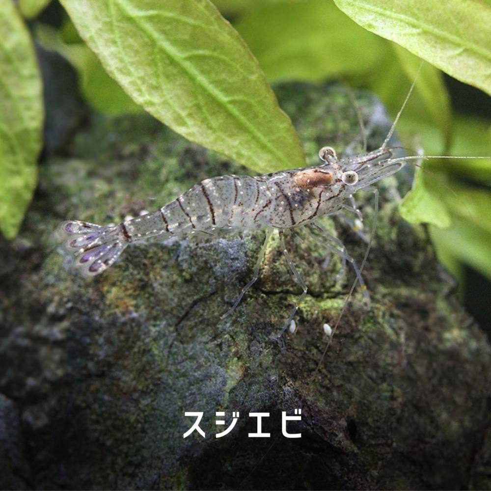 スジエビ