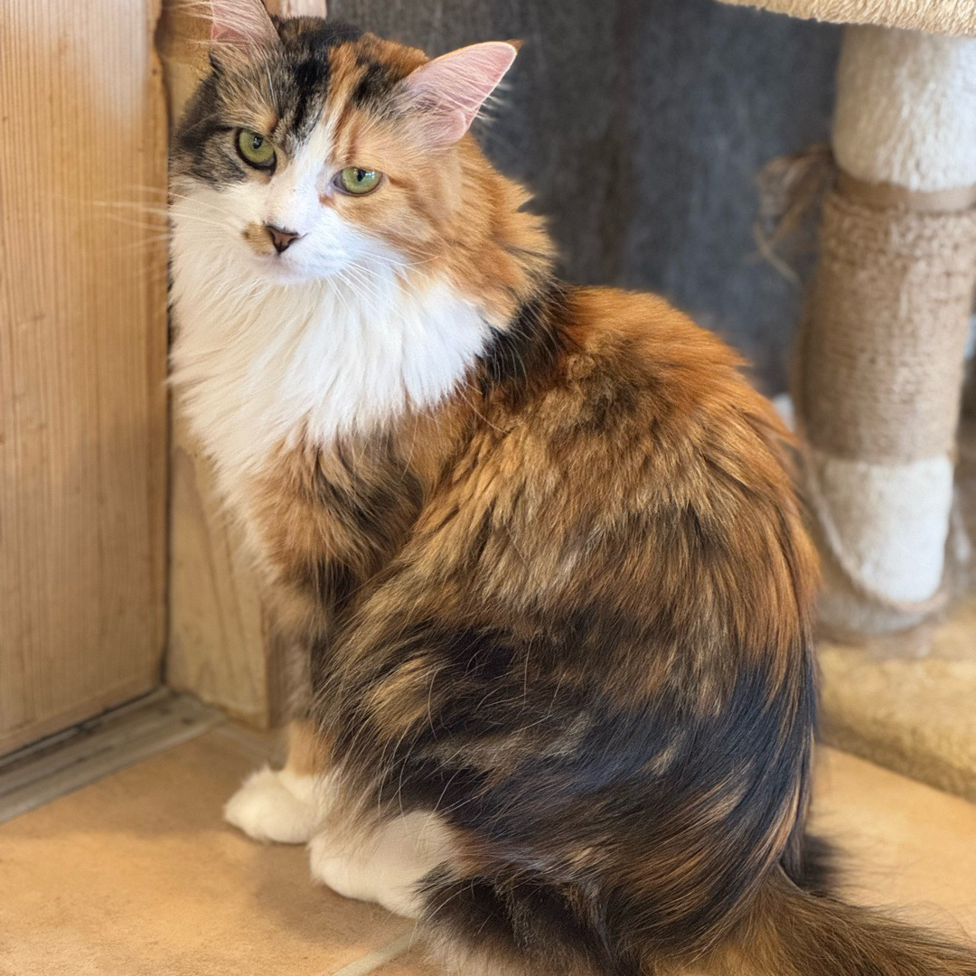 吹き出し多めでも構わない。