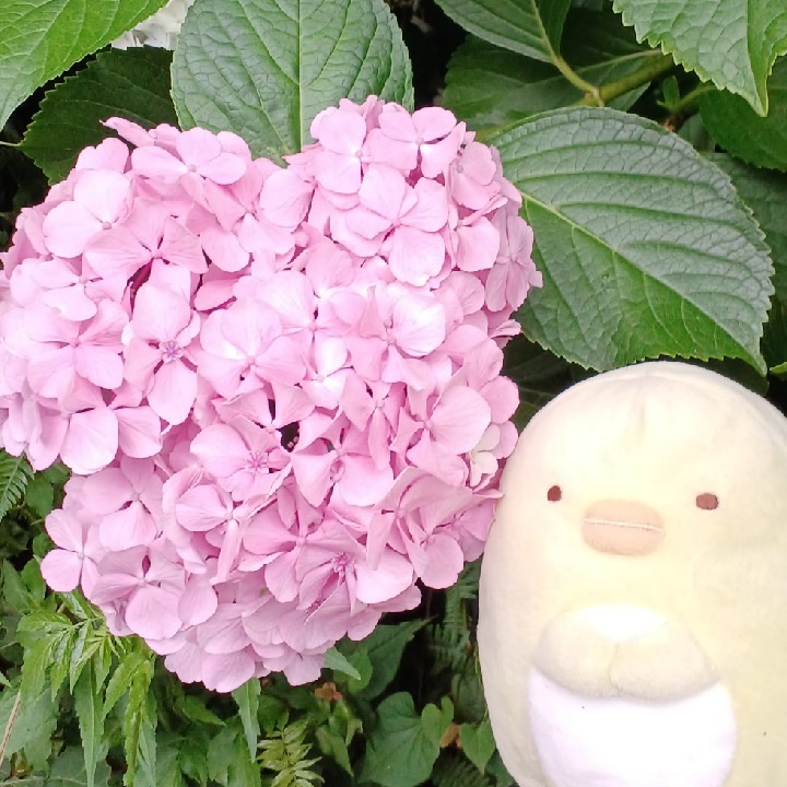ピンク