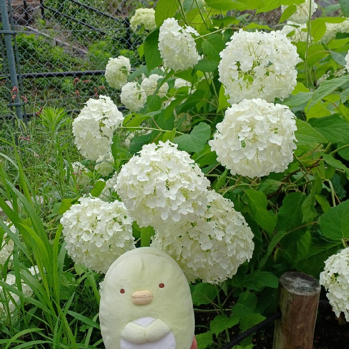 白