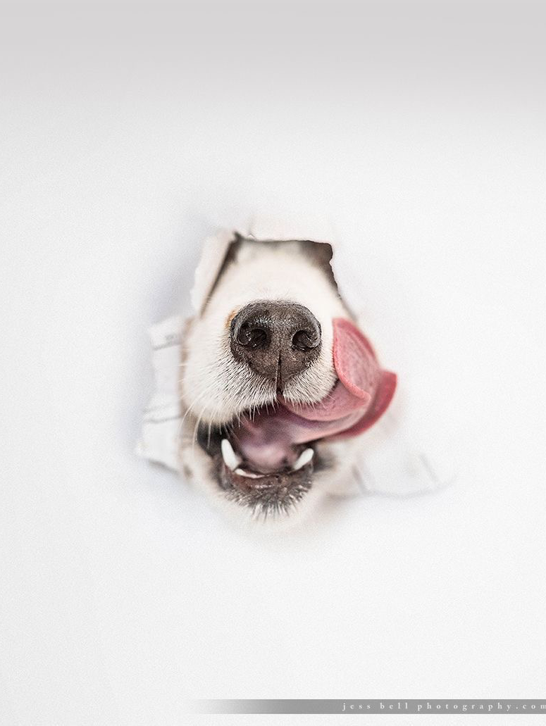 わんわんわんわんわんわん‼️