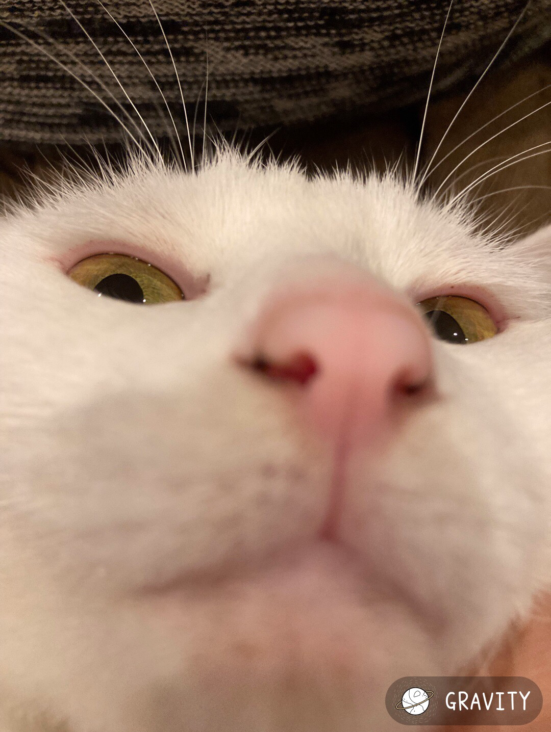 この猫の名前は？