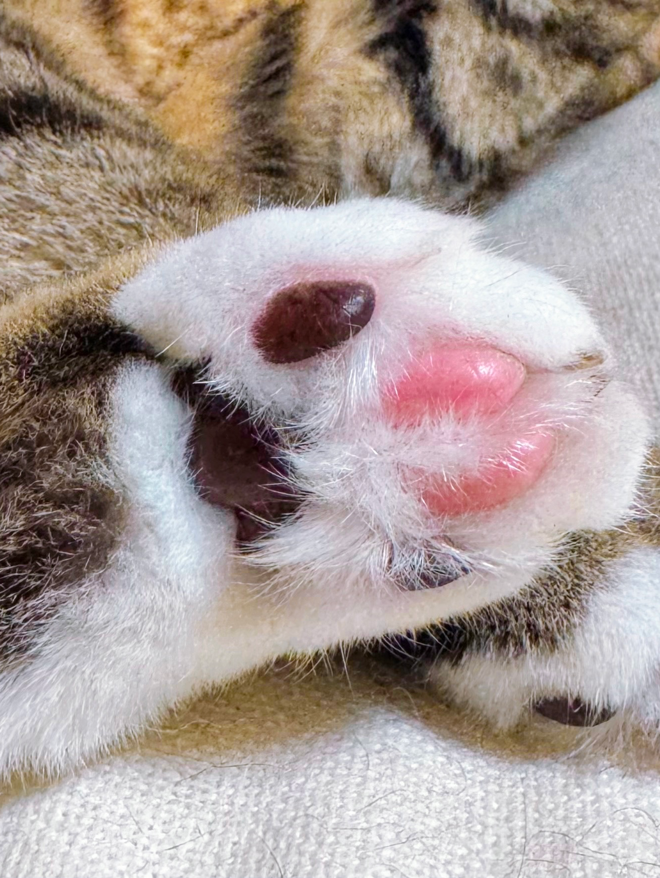 𑁍𓏸𓈒𓂃春の肉球まつり𓂃 𓈒𓏸𑁍